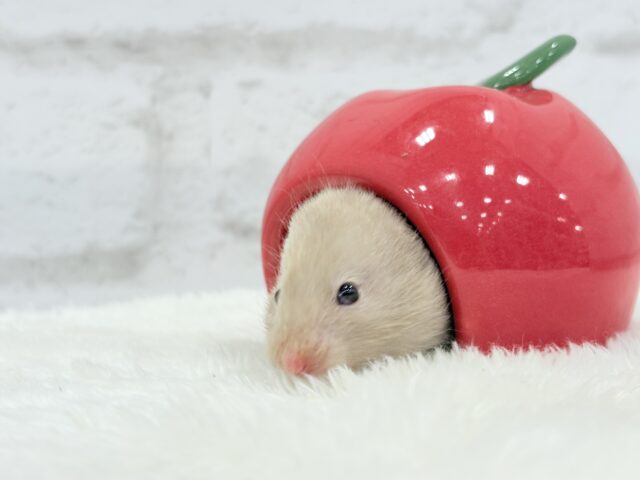 ゴールデンハムスター
