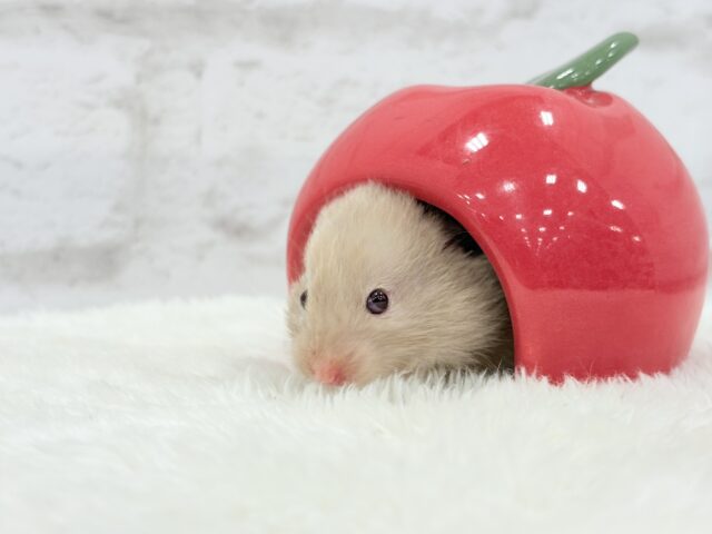 柔らかい色味のベイビーフェイス🐹🍼トリコロールハムスター(女の子) ゴールデンハムスター