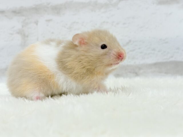 ゴールデンハムスター