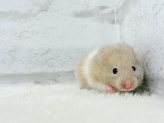 柔らかい色味のベイビーフェイス🐹🍼トリコロールハムスター(女の子) ゴールデンハムスター