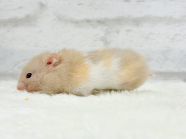ゴールデンハムスター