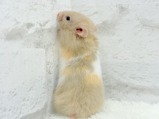 ゴールデンハムスター