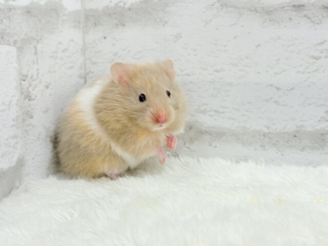 柔らかい色味のベイビーフェイス🐹🍼トリコロールハムスター(女の子) ゴールデンハムスター