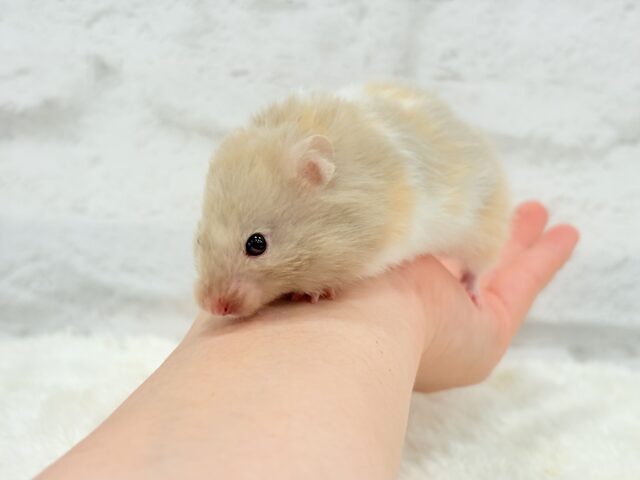 ゴールデンハムスター