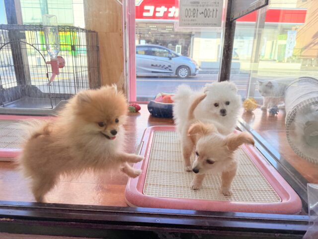ハーフ犬(ペキニーズ✖️ビションフリーゼ)女の子♪ふわもこシュークリーム☁️ ペキビション
