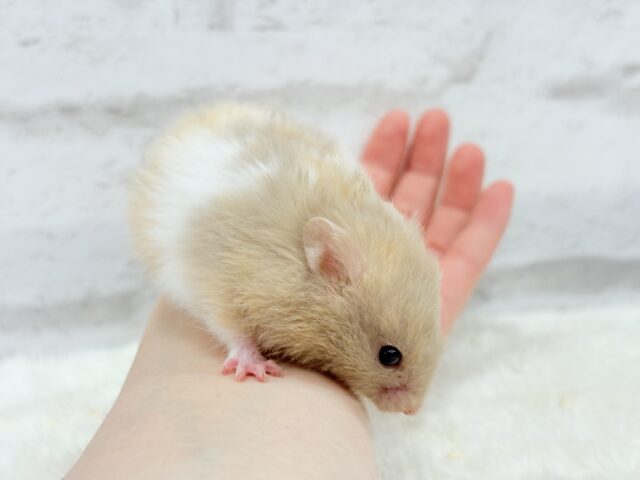 柔らかい色味のベイビーフェイス🐹🍼トリコロールハムスター(女の子) ゴールデンハムスター