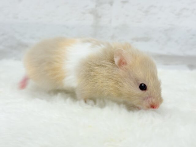 ゴールデンハムスター