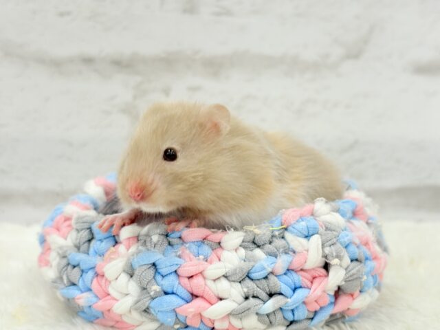 ゴールデンハムスター
