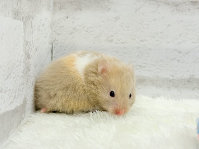ゴールデンハムスター