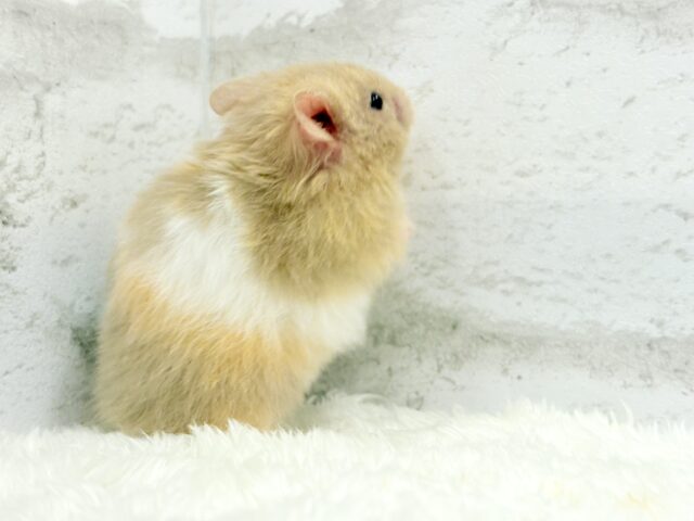柔らかい色味のベイビーフェイス🐹🍼トリコロールハムスター(女の子) ゴールデンハムスター