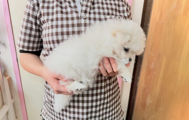 ハーフ犬(ペキニーズ✖️ビションフリーゼ)女の子♪ふわもこシュークリーム☁️ ペキビション