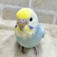 【🆙最新画像あり‼️】爽やかパステル〜🩵💛　セキセイインコ（パステルレインボースパングル）