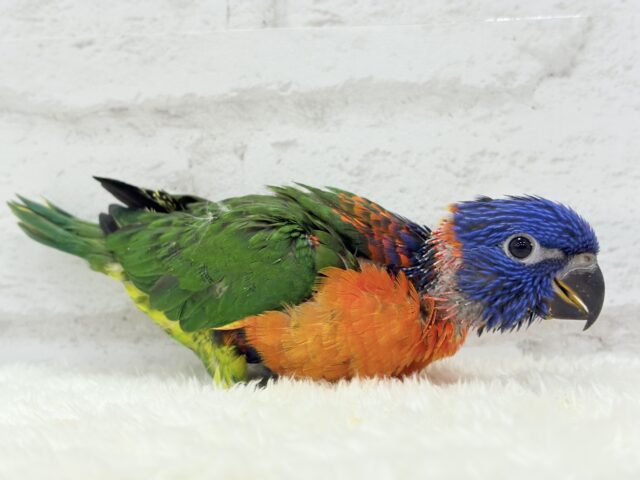 ゴシキセイガイインコ