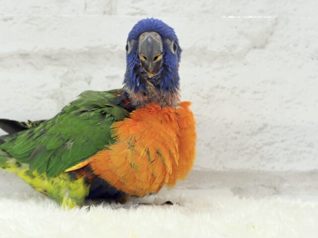 ゴシキセイガイインコ