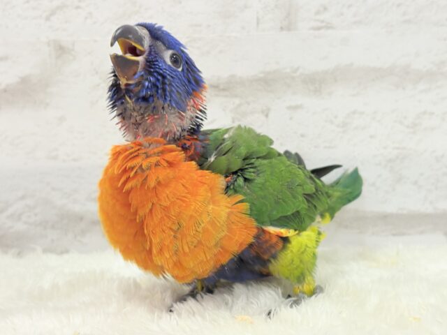 ゴシキセイガイインコ