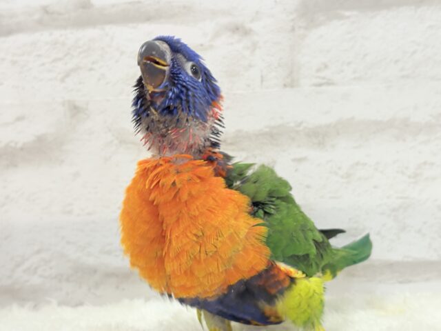 ゴシキセイガイインコ