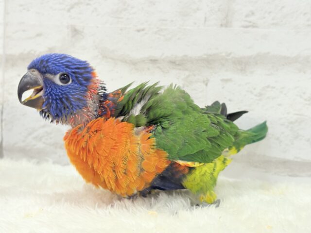 ゴシキセイガイインコ