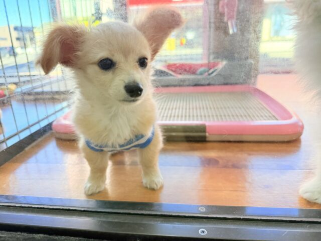 最新画像📸ハーフ犬(チワワ✖️ミニチュアダックス)男の子♫おっとりマイペース! チワックス