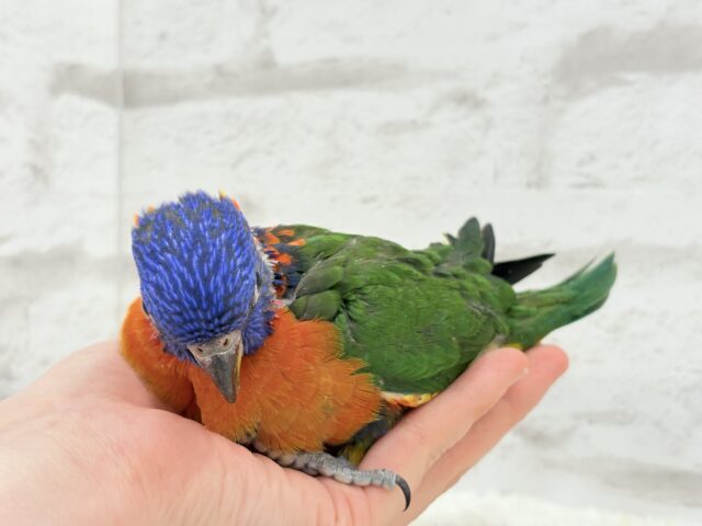 ゴシキセイガイインコ