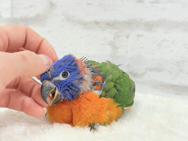 ゴシキセイガイインコ