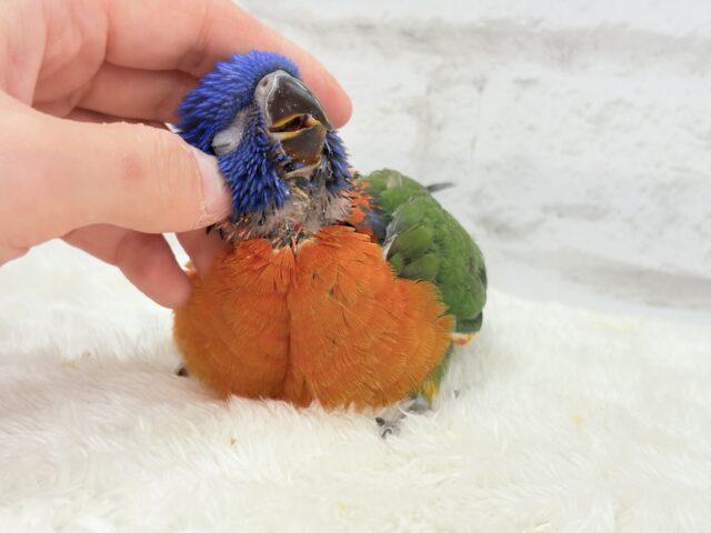 ゴシキセイガイインコ