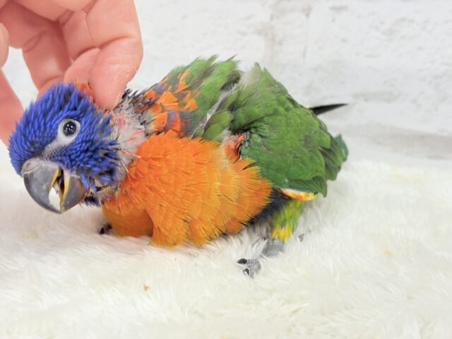 ゴシキセイガイインコ