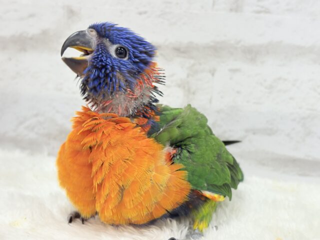 ゴシキセイガイインコ