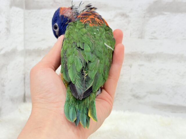 ゴシキセイガイインコ