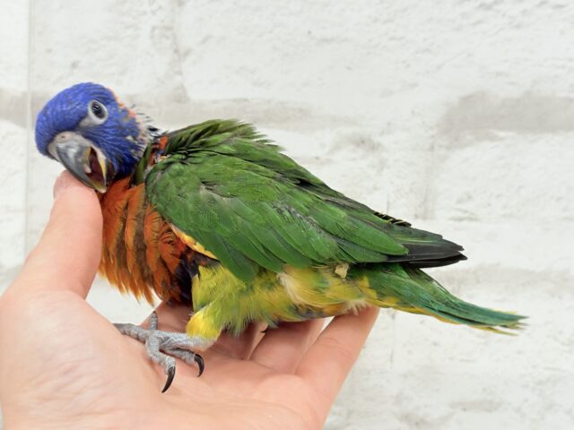 ゴシキセイガイインコ