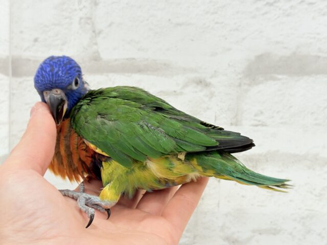 ゴシキセイガイインコ