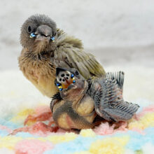 【続‪！！】🎄🎁クリスマスフェア🎅🏻成鳥までの楽しみたくさん♬*°コキンチョウ ヒナ