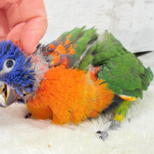 【最新画像更新🪄】ハッピー！ラッキー！！キラキラバード🦜🪅ゴシキセイガイインコ ヒナ