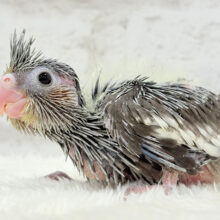 ベビベビ怪獣がやって来た🦕🩶オカメインコ(ノーマル) ヒナ