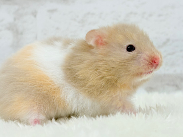 柔らかい色味のベイビーフェイス🐹🍼トリコロールハムスター(女の子) 柔らかい色味のベイビーフェイス🐹🍼トリコロールハムスター(女の子)