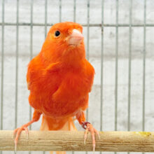 俺の美声に惚れるなよ♥赤カナリア(男の子)