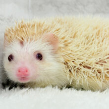 たくさん食べておっきくなるゾ‪☆ハリネズミ(シニコット) 男の子