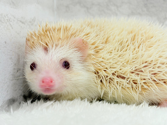 たくさん食べておっきくなるゾ‪☆ハリネズミ(シニコット) 男の子