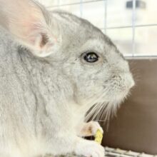 カキカキ好きな食いしん坊さん♬*°チンチラ(グレー) 女の子