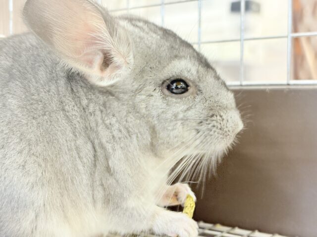 カキカキ好きな食いしん坊さん♬*°チンチラ(グレー) 女の子