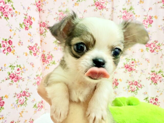 チワワ（フォーン&ホワイト）女の子♪尻尾ぶんぶん！お転婆ちゃん♪