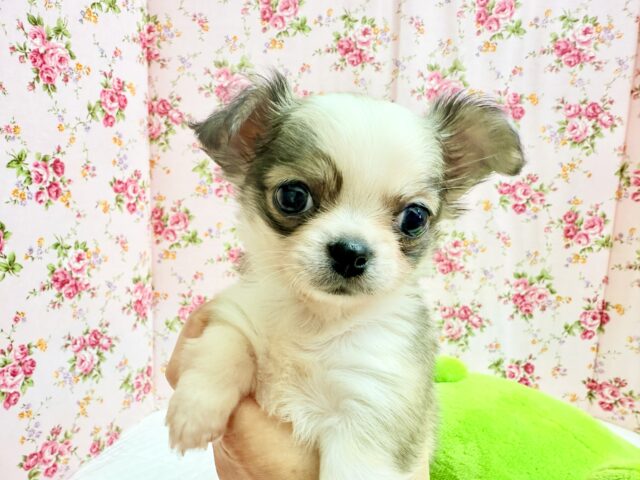 チワワ(フォーン&ホワイト)女の子♪尻尾ぶんぶん!お転婆ちゃん♪ チワワ