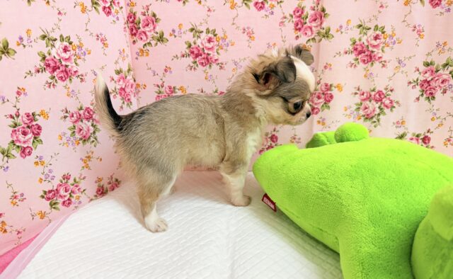 チワワ(フォーン&ホワイト)女の子♪尻尾ぶんぶん!お転婆ちゃん♪ チワワ