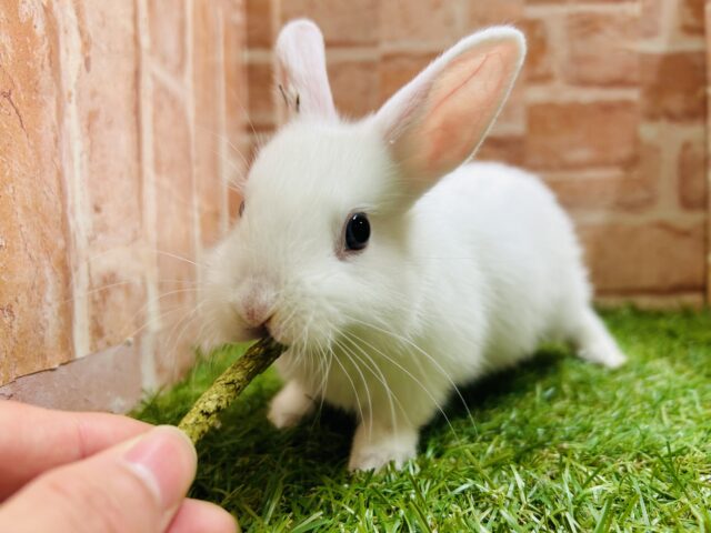 ネザーランドドワーフ