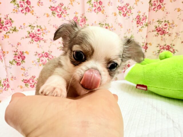 チワワ(フォーン&ホワイト)女の子♪尻尾ぶんぶん!お転婆ちゃん♪ チワワ