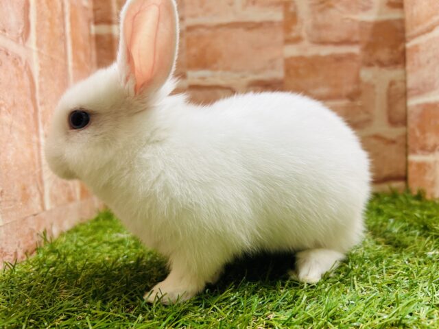 ネザーランドドワーフ