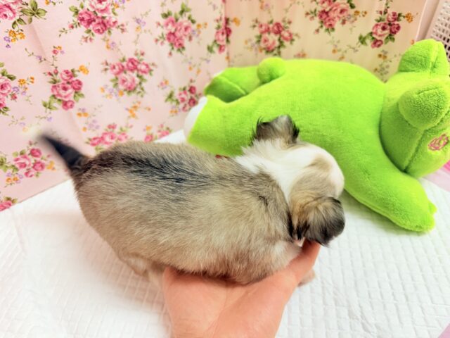 チワワ(フォーン&ホワイト)女の子♪尻尾ぶんぶん!お転婆ちゃん♪ チワワ