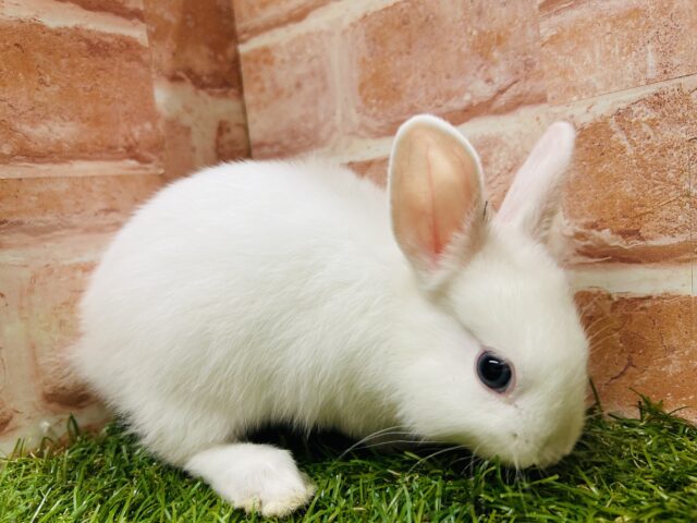 ネザーランドドワーフ