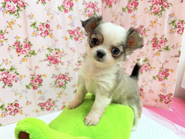 チワワ(フォーン&ホワイト)女の子♪尻尾ぶんぶん!お転婆ちゃん♪ チワワ