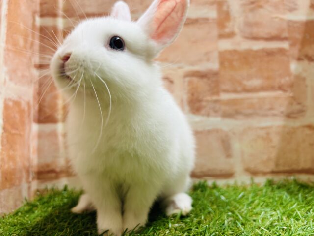 ネザーランドドワーフ