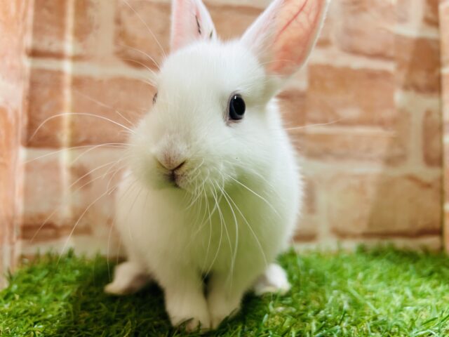 ネザーランドドワーフ